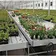 Wholesale Strawberry Hydroponic Growing Systems Agriculture Farm Soilless Strawberry Planting