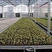 Wholesale Strawberry Hydroponic Growing Systems Agriculture Farm Soilless Strawberry Planting